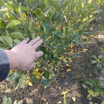 水栀子花苗