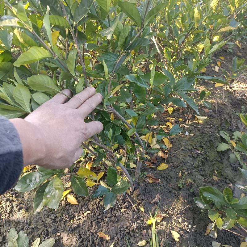 水栀子花苗