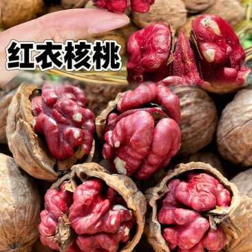 新货红衣核桃新疆正宗红皮核桃
