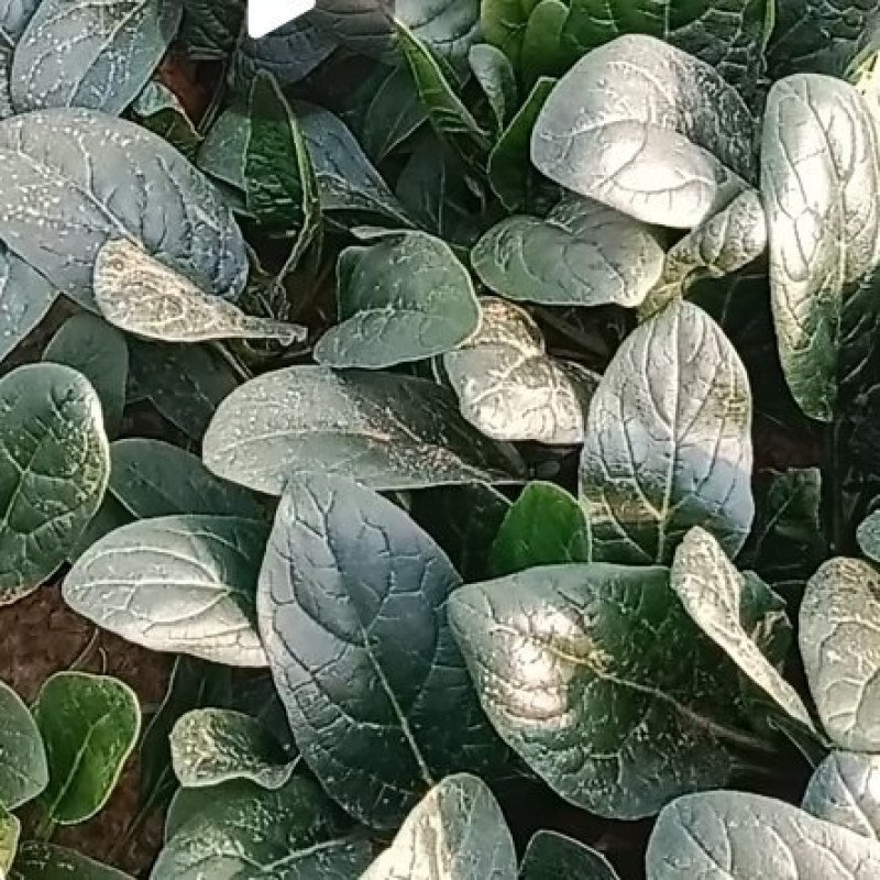 直立性菠菜