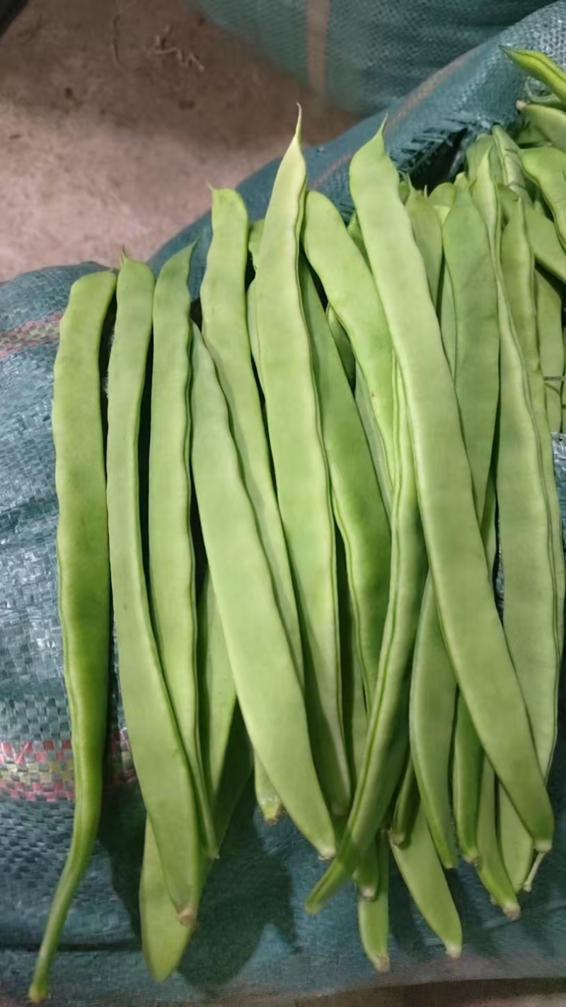 精品扁豆无筋豆豆王四季豆，电商货市场货赶集货大量有货