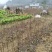 黄柏苗厚皮川黄柏苗四川柏树苗大量供应现挖现发