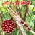 新红豆东北红小豆今年新鲜厂家直销红小豆批发特价