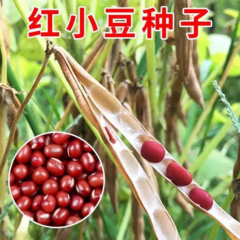 新红豆东北红小豆今年新鲜厂家直销红小豆批发特价