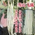 雪山飞狐豇豆种子白条豆角种子三尺白玉厚肉型长豆角种子
