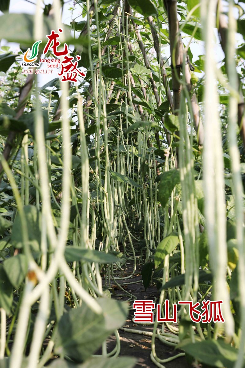 雪山飞狐豇豆种子白条豆角种子三尺白玉厚肉型长豆角种子
