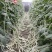 雪山飞狐豇豆种子白条豆角种子三尺白玉厚肉型长豆角种子