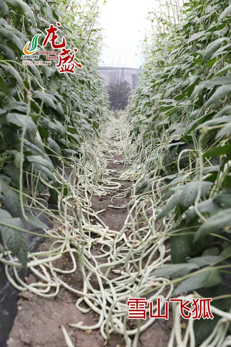 雪山飞狐豇豆种子白条豆角种子三尺白玉厚肉型长豆角种子