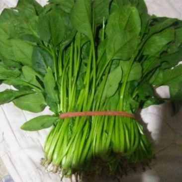 大叶菠菜300至400公分高