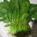 大叶菠菜300至400公分高