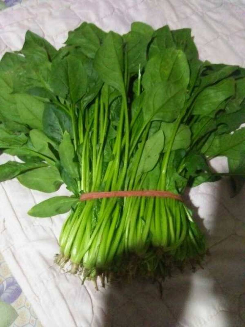 大叶菠菜300至400公分高