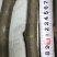 波姬红无花果枝条,保证品种质量提供技术指导服,