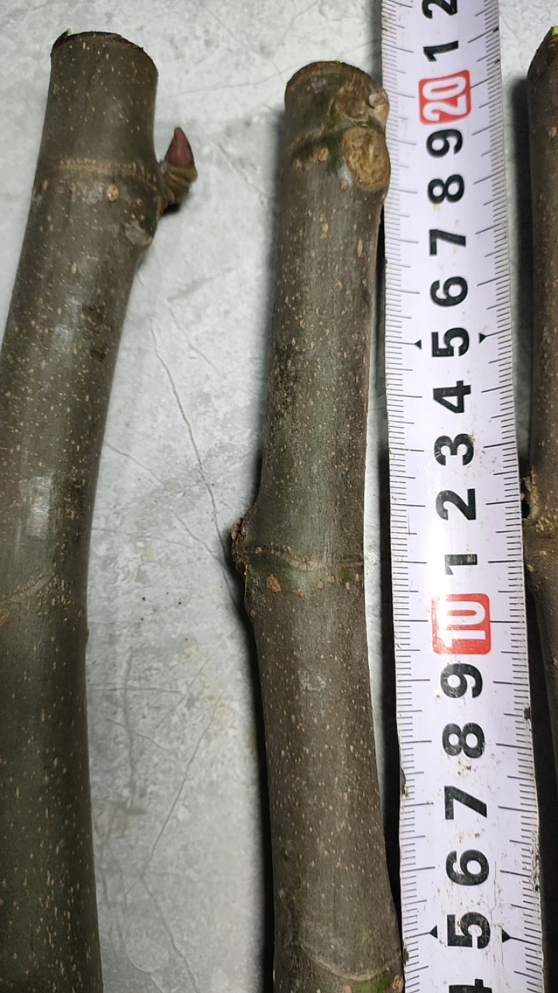 波姬红无花果枝条，保证品种质量提供技术指导服，