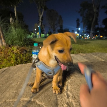 狗狗（带怀孕）