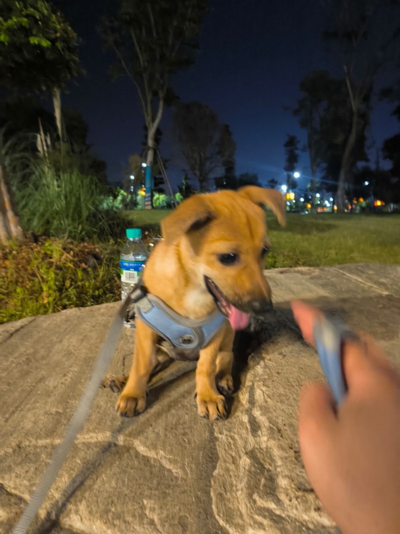 狗狗（带怀孕）