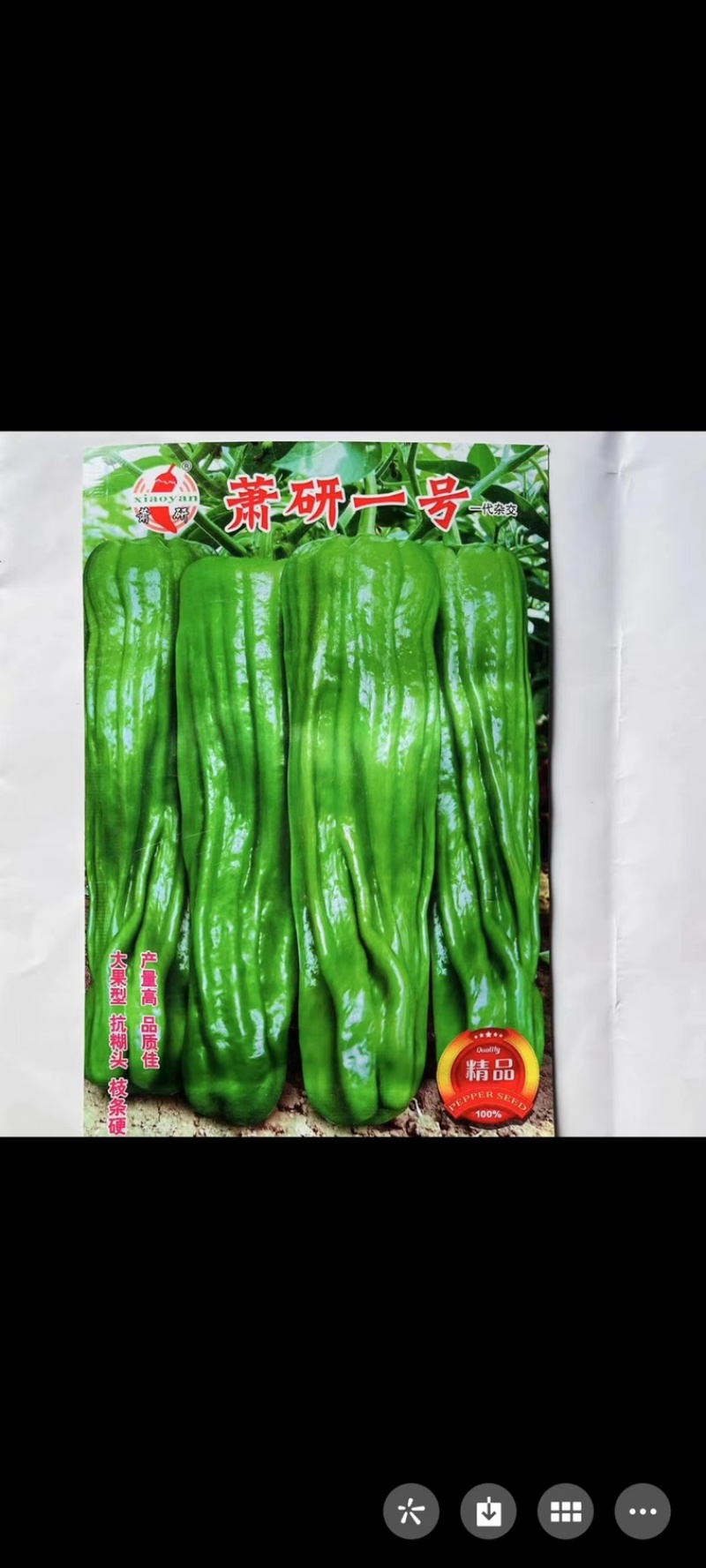 黑龙9号黑皱皮椒种子品种杂交一代皱皮辣味浓香品种种子