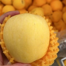 大量批发维纳斯，采摘，分装，装箱，物流一条龙