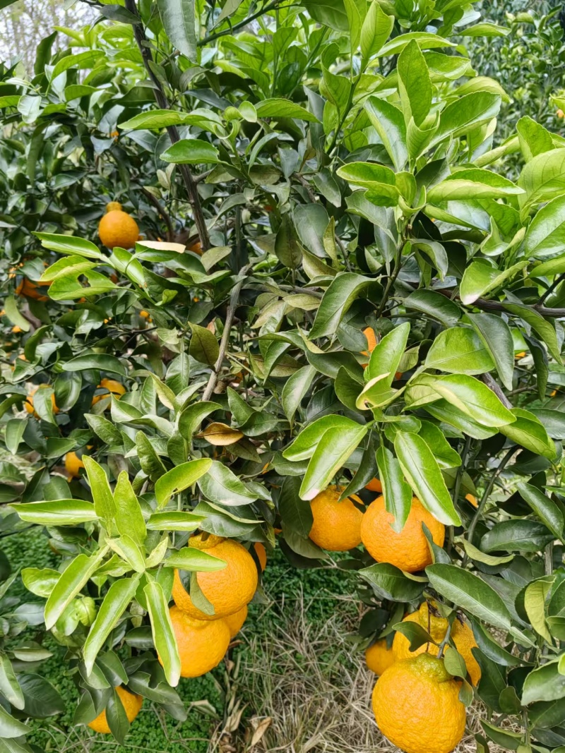 咪咪甜不知火（丑橘）四川产地直发一手货源，大量现货供应