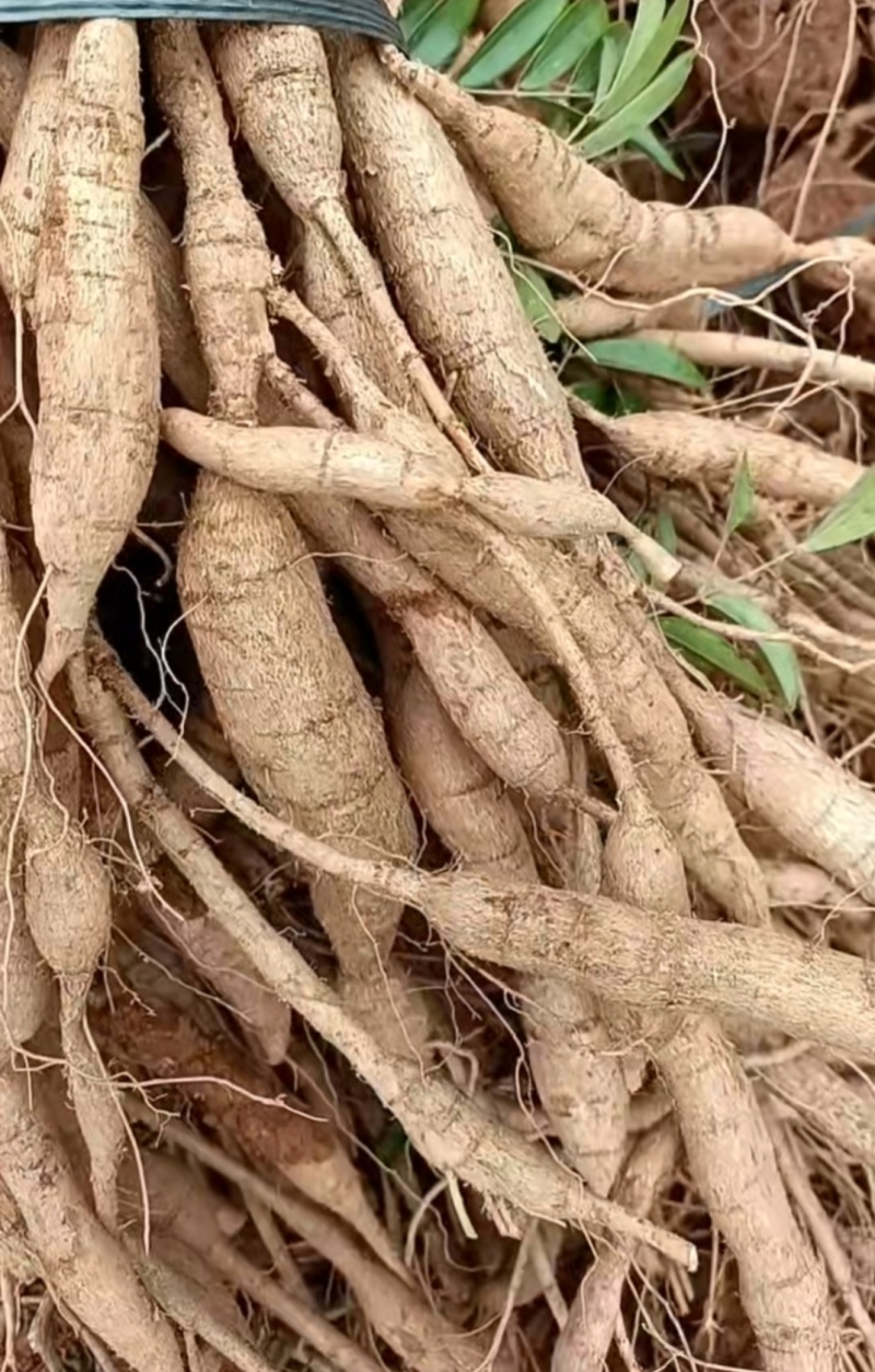 牛大力瓜子牛，