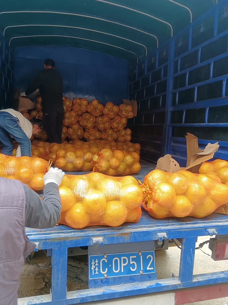 广西省阳朔县精品（沙田柚）万亩基地，欢迎全国各地老板来收