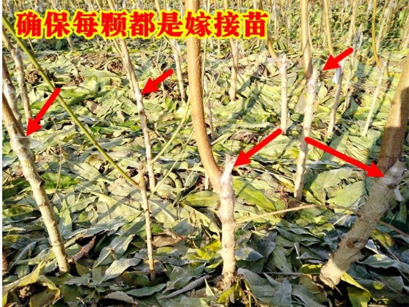正品真苗黑皮158桃树苗红皮黄油麻点大果型油桃