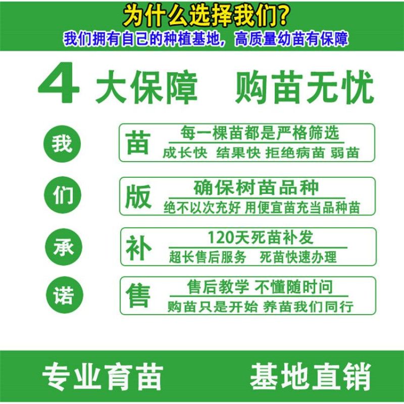 正品真苗黑皮158桃树苗红皮黄油麻点大果型油桃