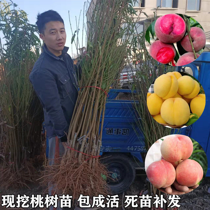 正品真苗黑皮158桃树苗红皮黄油麻点大果型油桃