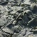 盐渍海带头海带头半干海带头烘干海带头干海带头产地发货