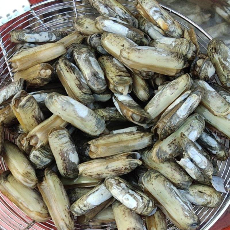 竹蛏
