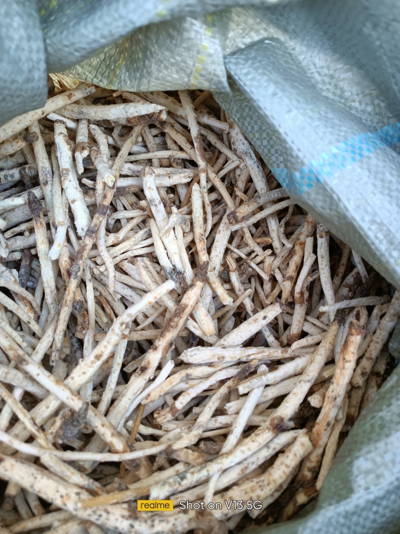 北沙参头，下角料内蒙赤峰市喀喇沁旗牛营子药材之乡种植户