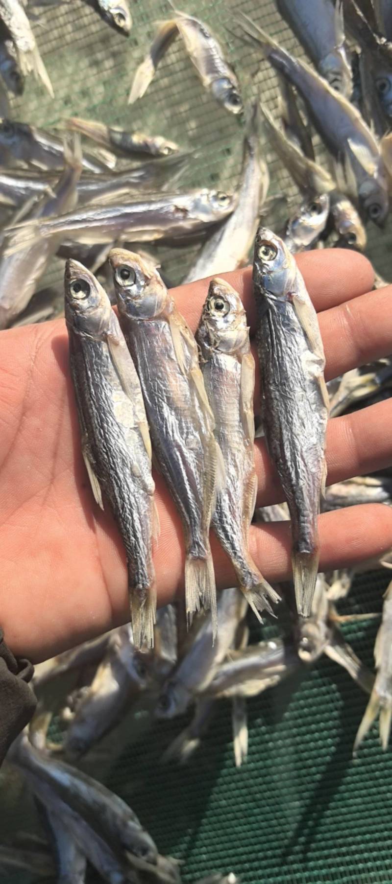小刁子鱼干餐条鱼干小白条鱼干