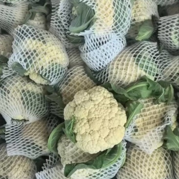 花菜大量有货，万亩花菜基地。严把质量关