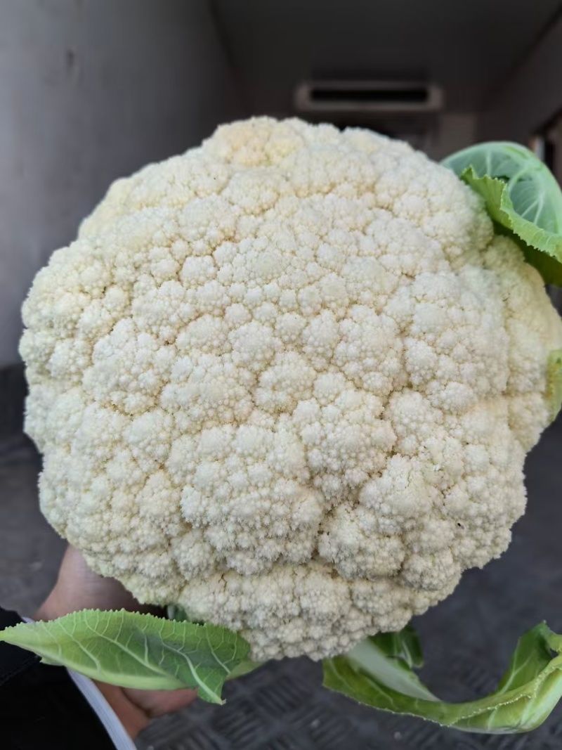 花菜大量有货，万亩花菜基地。严把质量关