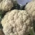 花菜大量有货，万亩花菜基地。严把质量关