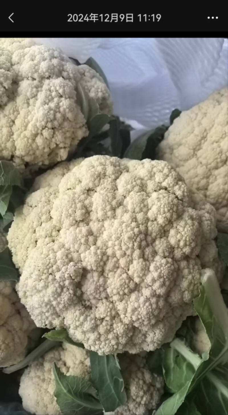 花菜大量有货，万亩花菜基地。严把质量关