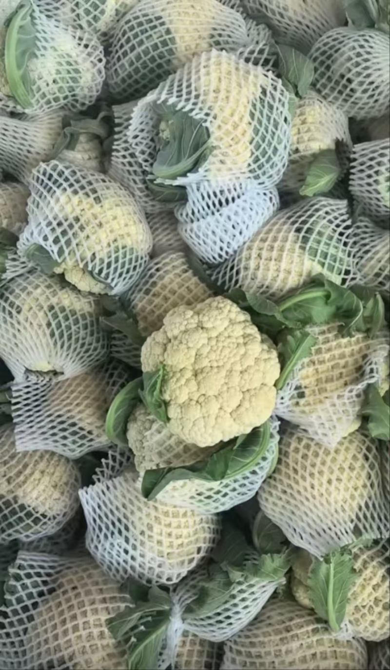 花菜大量有货，万亩花菜基地。严把质量关