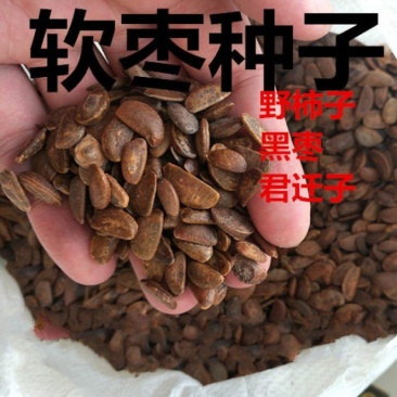 柿子种子，软枣种子，嫁接甜柿子砧木种子。