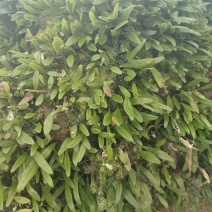 抱石莲