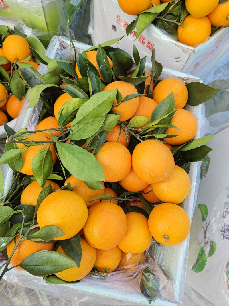 细荷尔脐橙大量上市中货源充足价格美丽欢迎来电咨询
