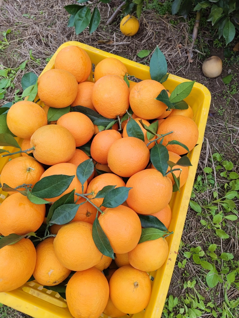 细荷尔脐橙大量上市中货源充足价格美丽欢迎来电咨询