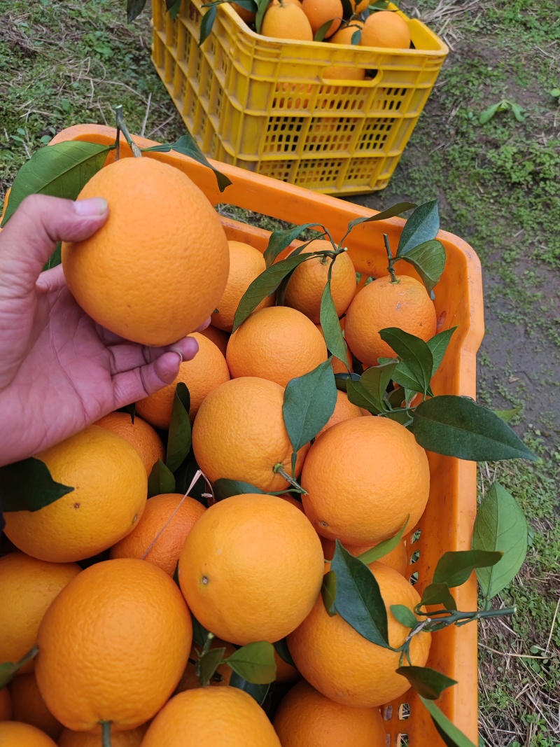 细荷尔脐橙大量上市中货源充足价格美丽欢迎来电咨询