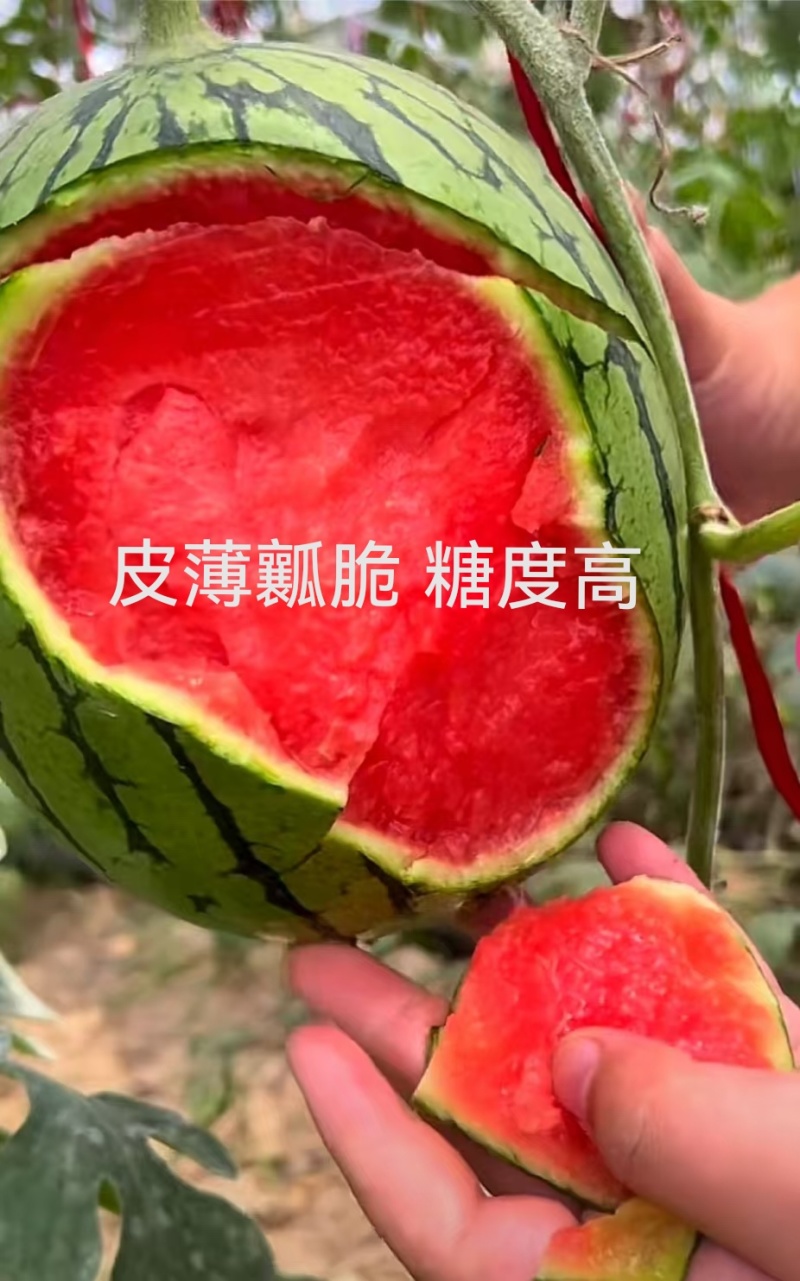2K礼品西瓜冰糖籽嫁接苗早熟糖度高口感脆甜苗厂直发