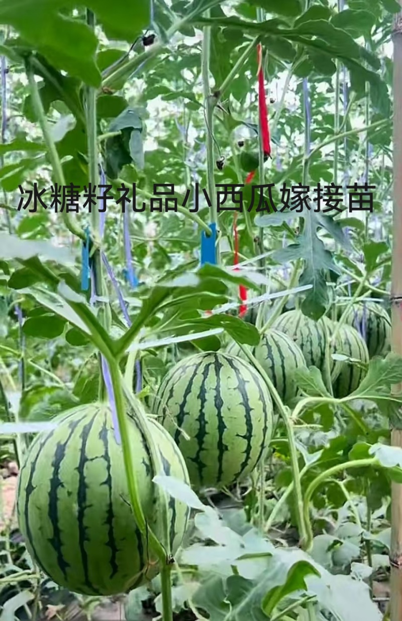 2K礼品西瓜冰糖籽嫁接苗早熟糖度高口感脆甜苗厂直发