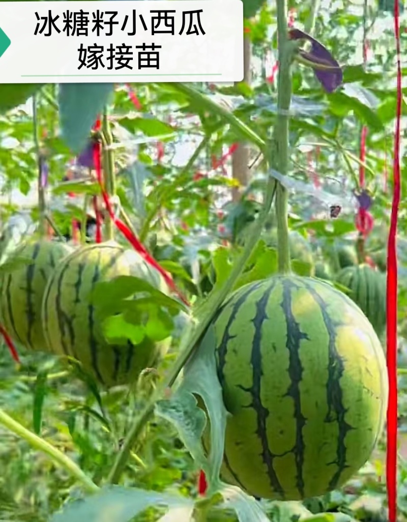2K礼品西瓜冰糖籽嫁接苗早熟糖度高口感脆甜苗厂直发