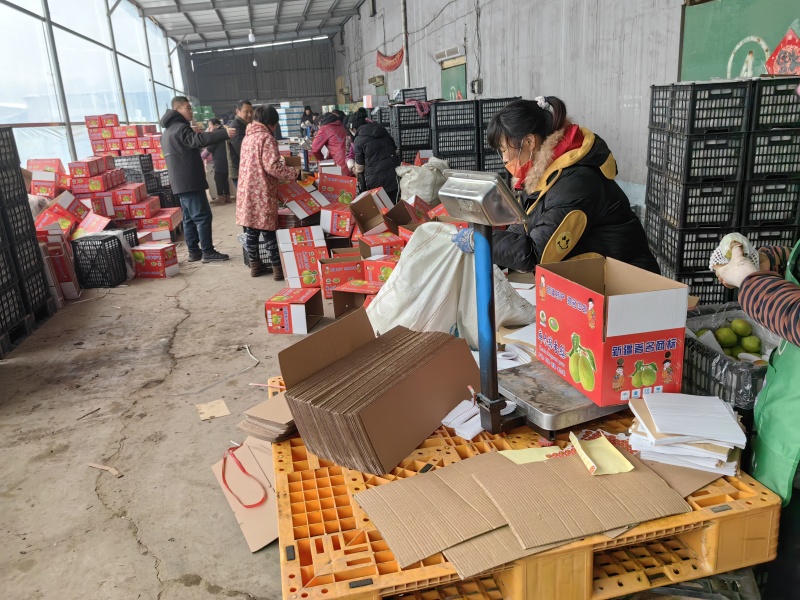 库尔勒香梨，红香酥，新梨七号，礼盒香梨大量有货
