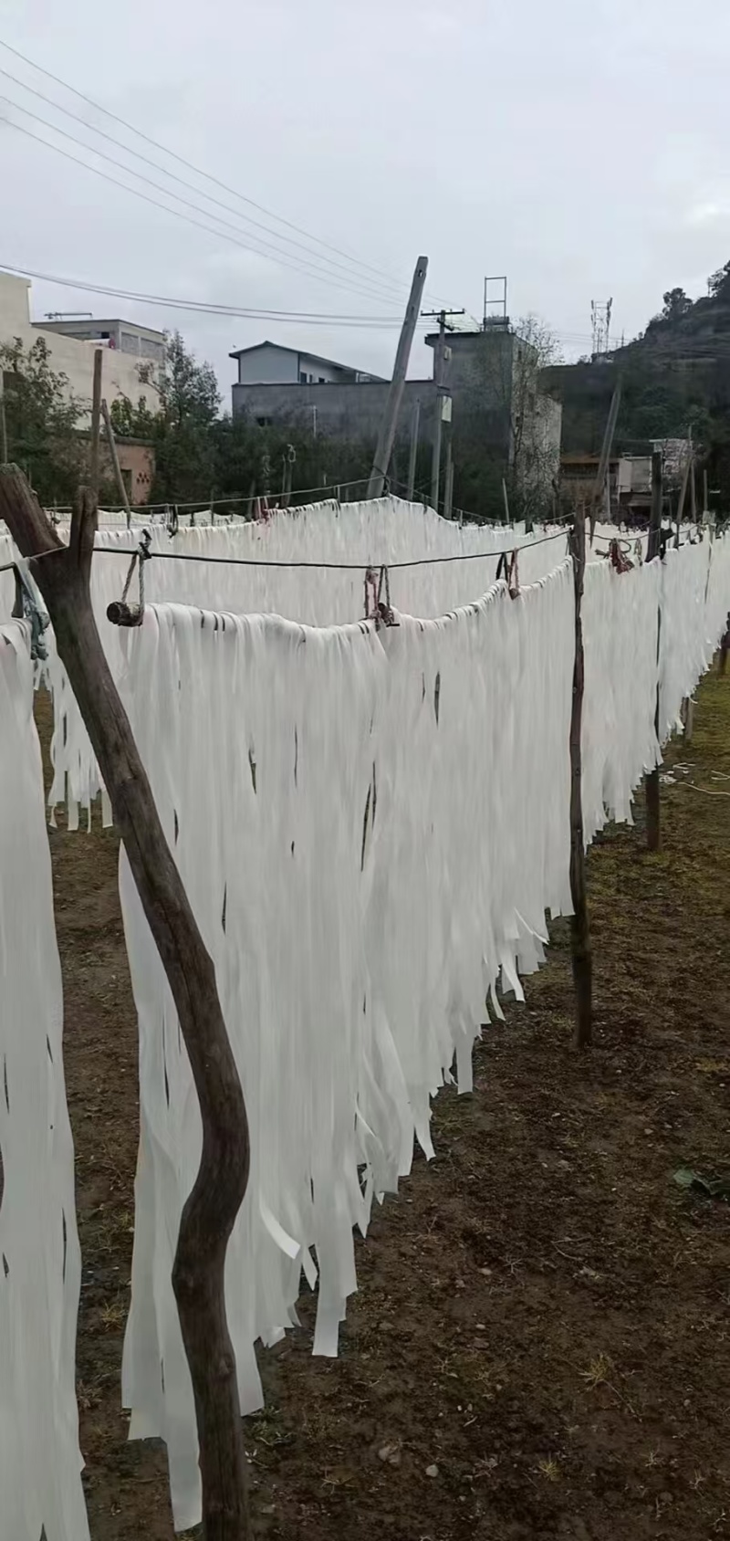 西和正宗纯土豆粉条十斤装包邮