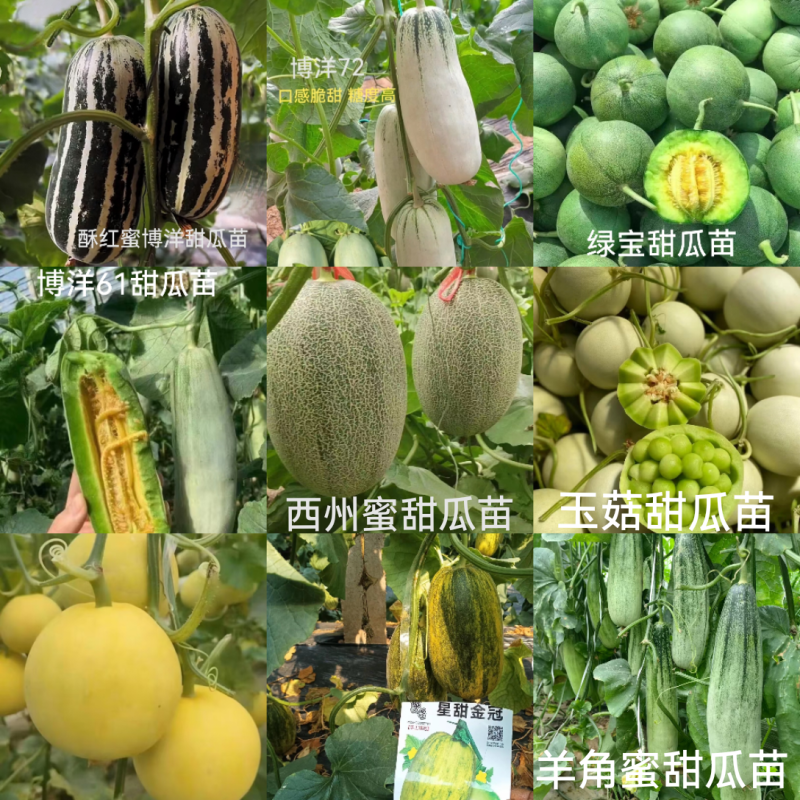黄皮甜瓜刚甜520嫁接苗冰糖王星甜金冠糖度高耐裂