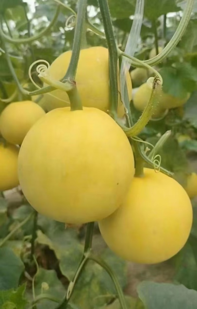 黄皮甜瓜刚甜520嫁接苗冰糖王星甜金冠糖度高耐裂