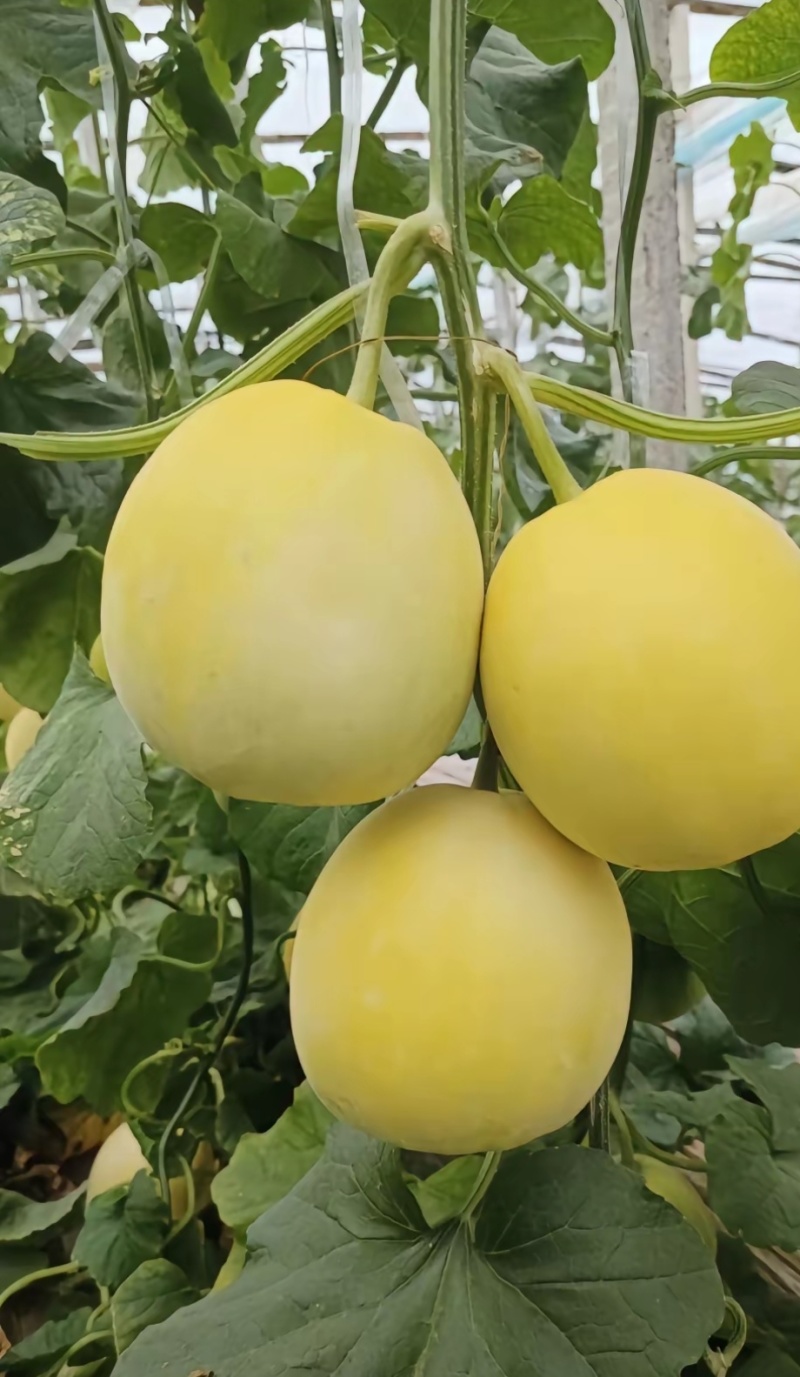 黄皮甜瓜刚甜520嫁接苗冰糖王星甜金冠糖度高耐裂