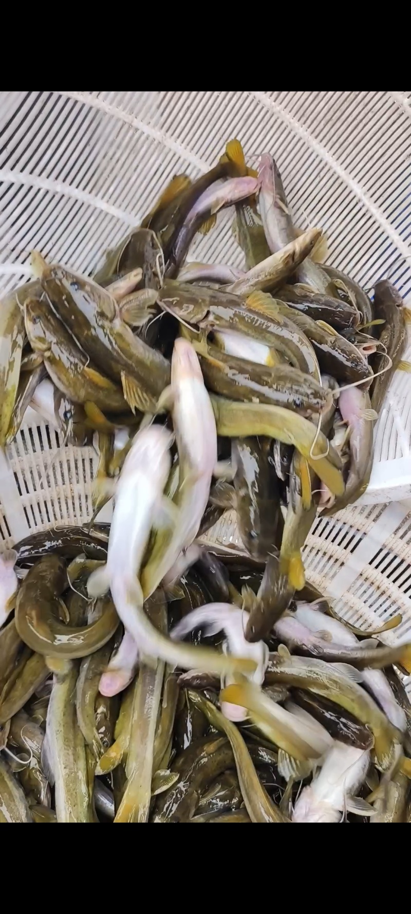 养殖石扁头，看得上的老板欢迎来电咨询